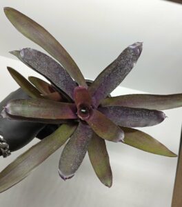 Neoregelia Granada x paucifala