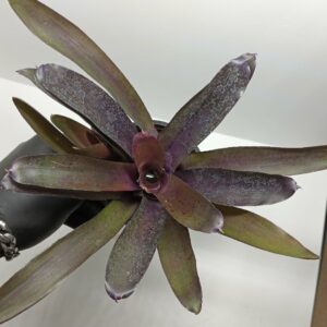 Neoregelia Granada x paucifala