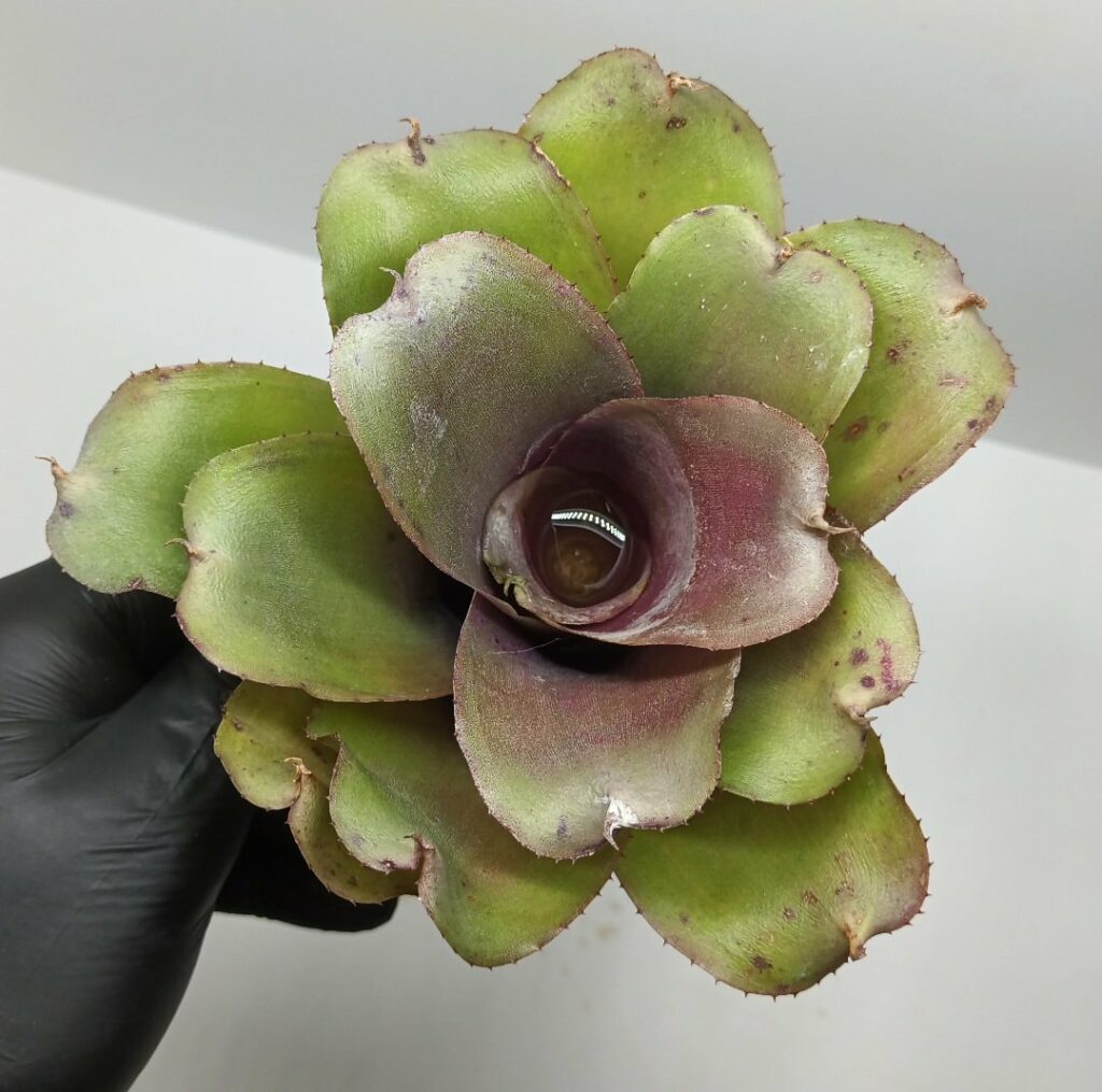 Neoregelia Green rose