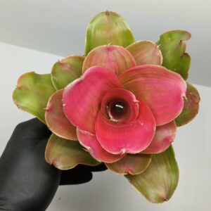 Neoregelia Medusa hybrid