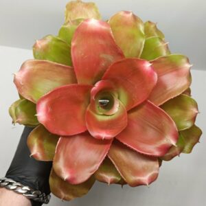 Neoregelia Meyendorfi