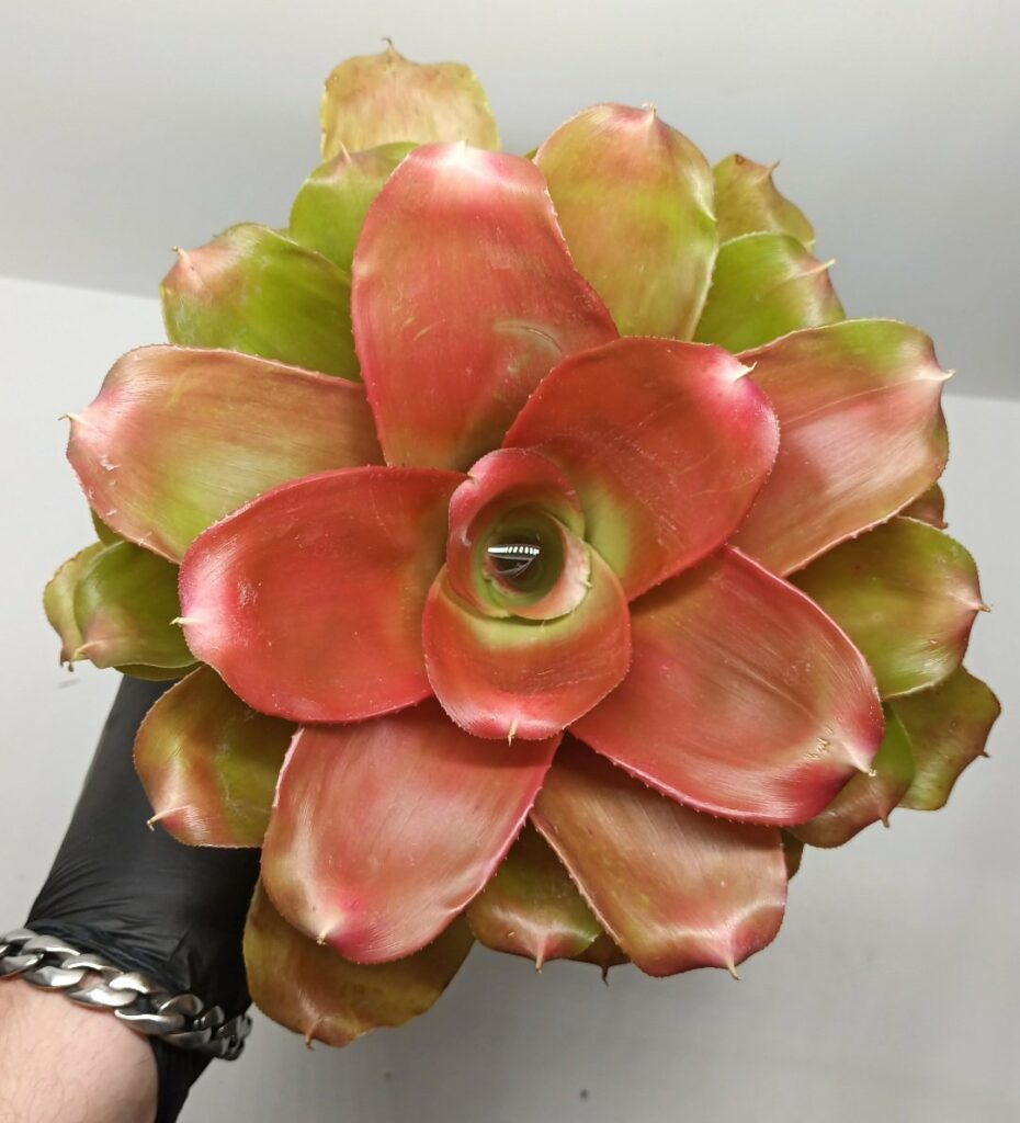 Neoregelia Meyendorfi