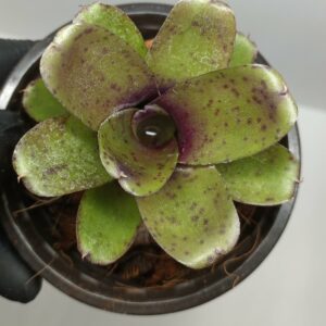 Neoregelia Mini Linda