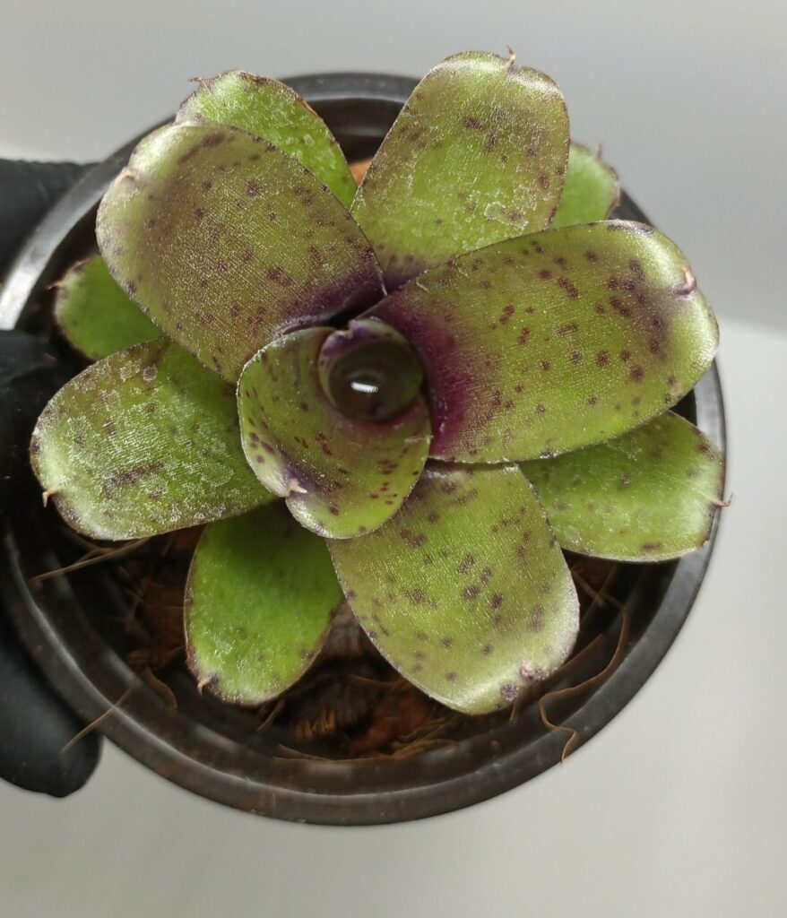 Neoregelia Mini Linda