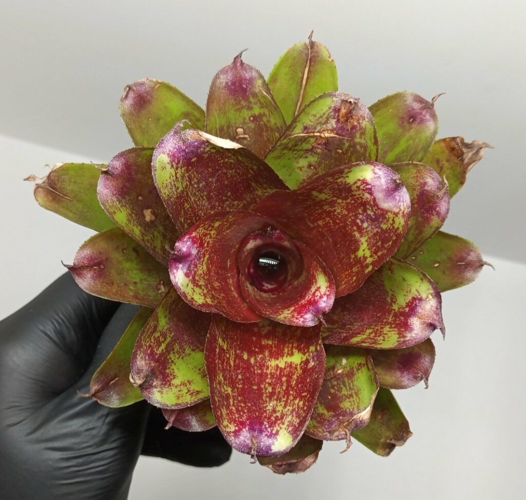 Neoregelia Orange star