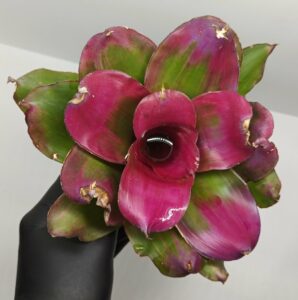 Neoregelia Medusa x Lila