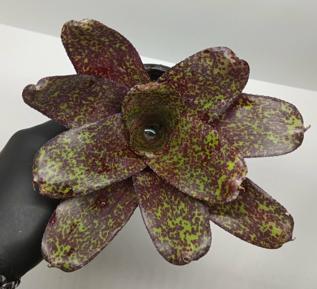 Neoregelia Phits