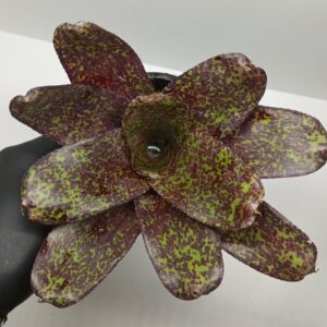 Neoregelia Phits