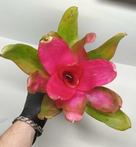 Neoregelia Pink Debbie