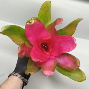 Neoregelia Pink Debbie