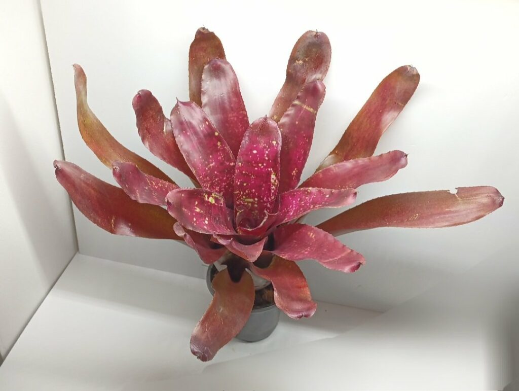 Neoregelia Red river