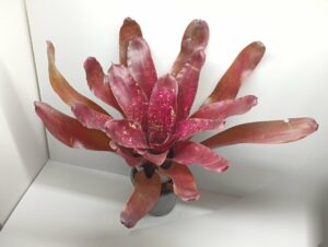 Neoregelia Red river