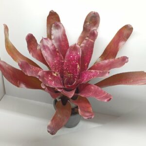 Neoregelia Red river