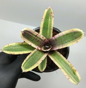 Neoregelia Rumba