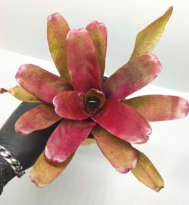 Neoregelia Super Fireball (Taille L)