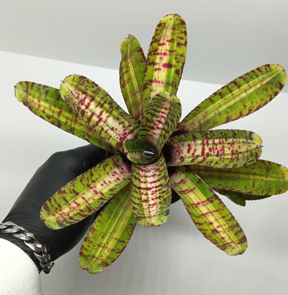 Neoregelia Unravelet