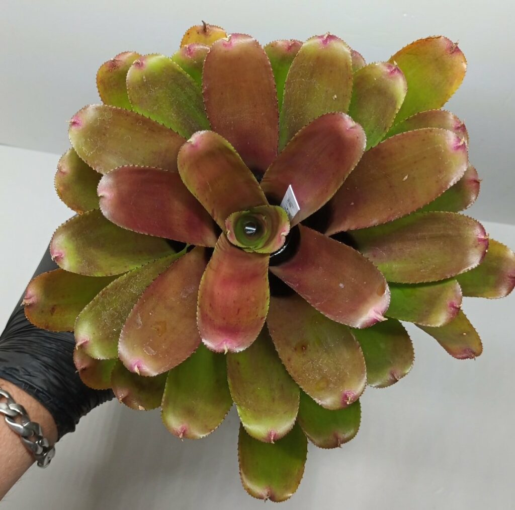 Neoregelia Flirtation