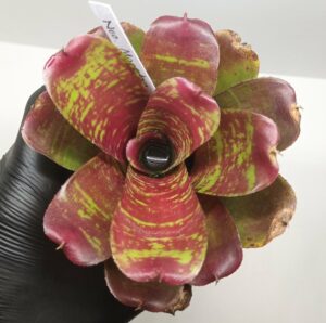 Neoregelia Maestro vida