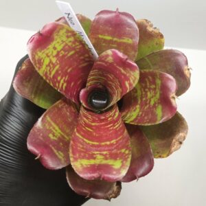 Neoregelia Maestro vida