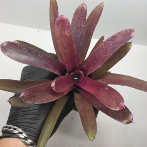 Neoregelia Granada x paucifala