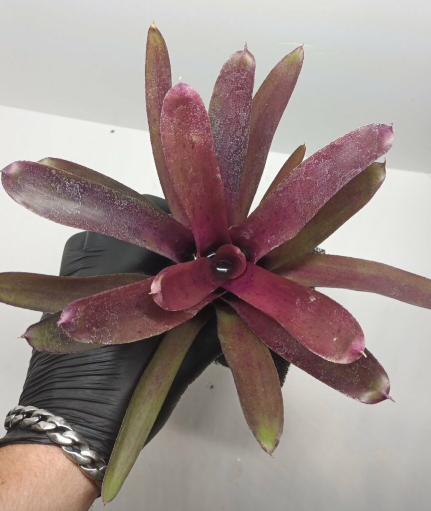 Neoregelia Granada x paucifala