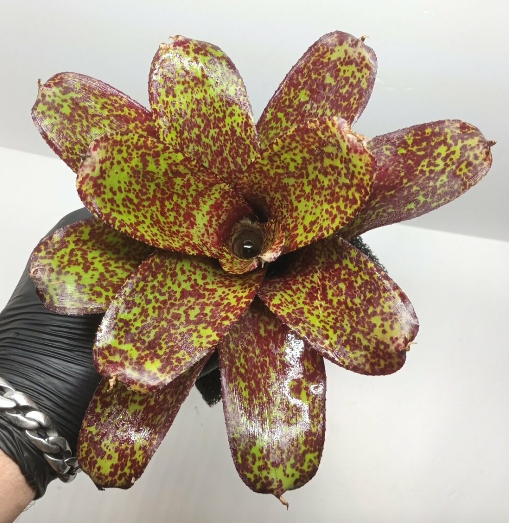 Neoregelia Phits