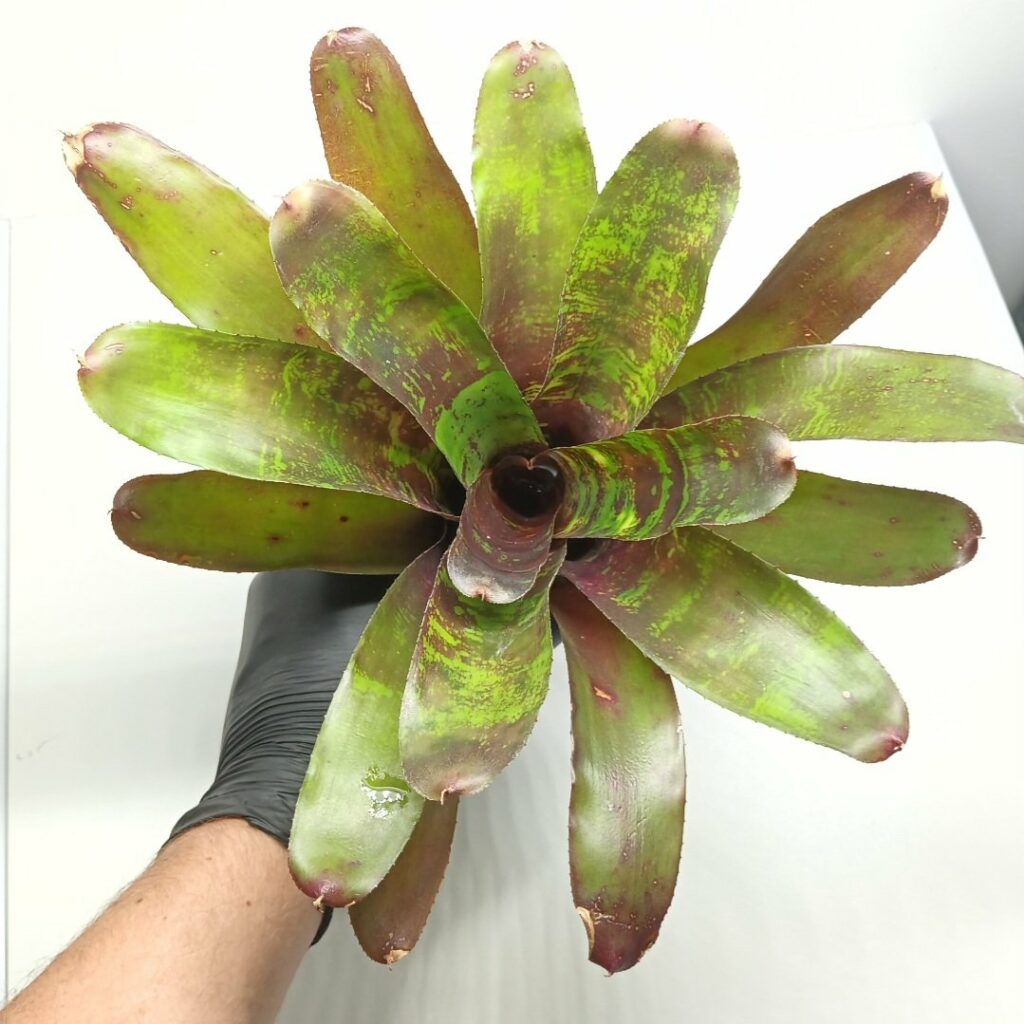 Neoregelia Red river