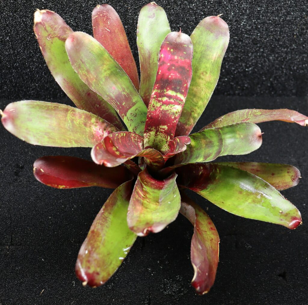 Neoregelia Red river