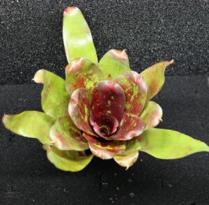 Neoregelia DOAE