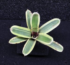 Neoregelia Rumba