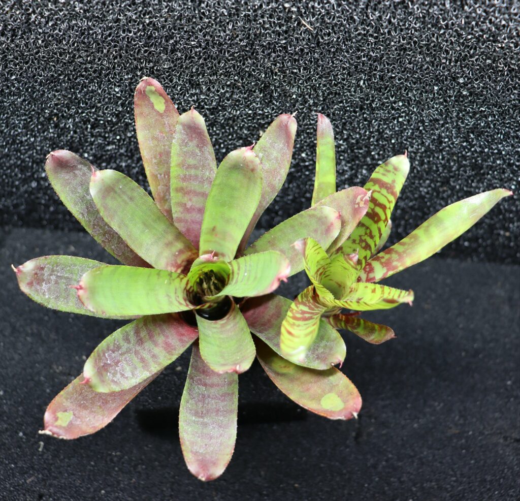 Neoregelia Fever Pitch