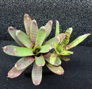 Neoregelia Fever Pitch