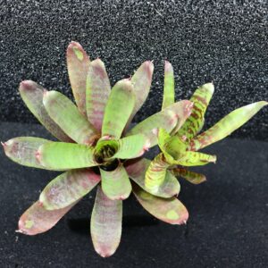 Neoregelia Fever Pitch
