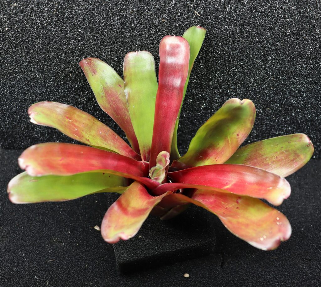 Neoregelia Super Fireball (Taille L)