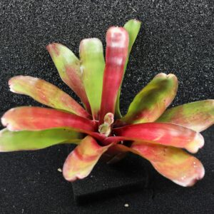 Neoregelia Super Fireball (Taille L)