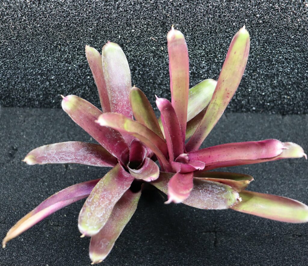 Neoregelia Granada x paucifala