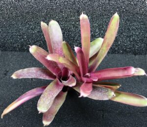 Neoregelia Granada x paucifala