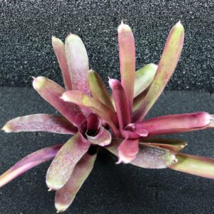 Neoregelia Granada x paucifala