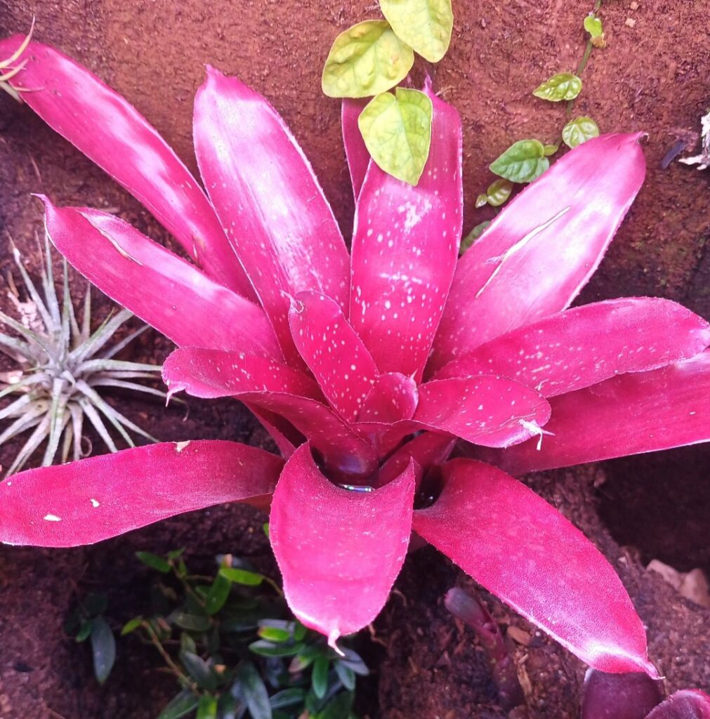 Neoregelia Cathrin Wilson