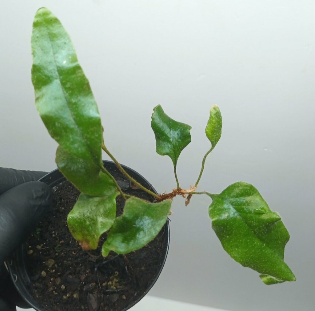 Pyrossia lingua