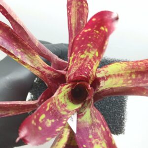 Neoregelia Red hot