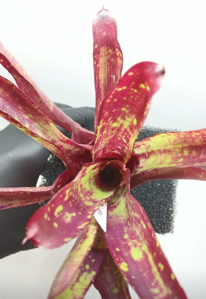 Neoregelia Red hot