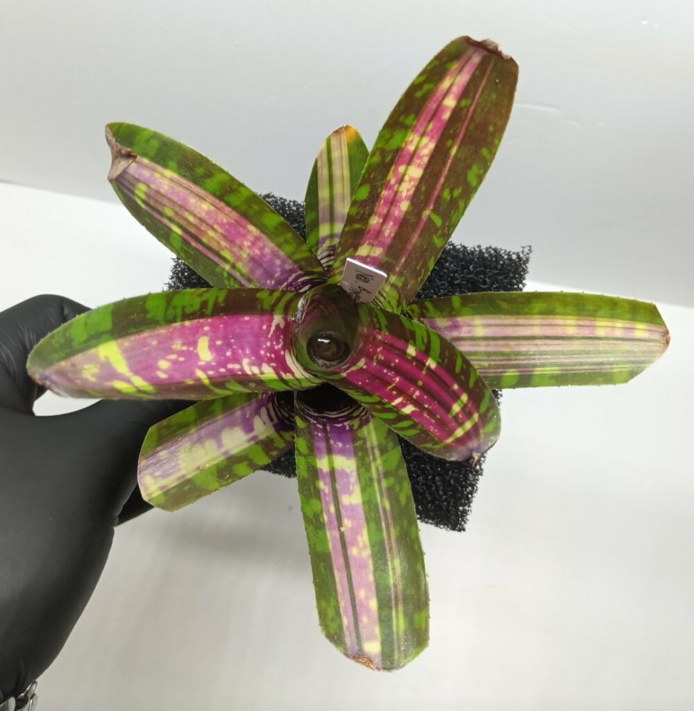 Neoregelia Sweet Ice Cream
