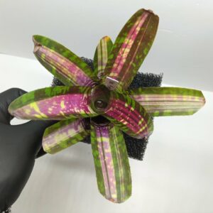 Neoregelia Sweet Ice Cream