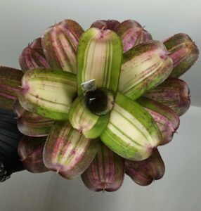 Neoregelia Baby Girl