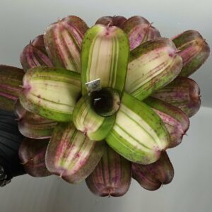 Neoregelia Baby Girl