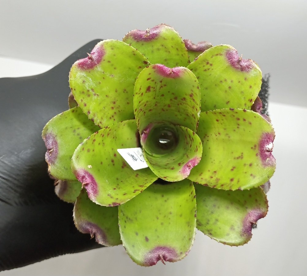 Neoregelia Little Fitch