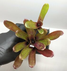 Neoregelia Fireball F4