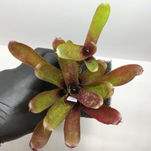 Neoregelia Fireball F4
