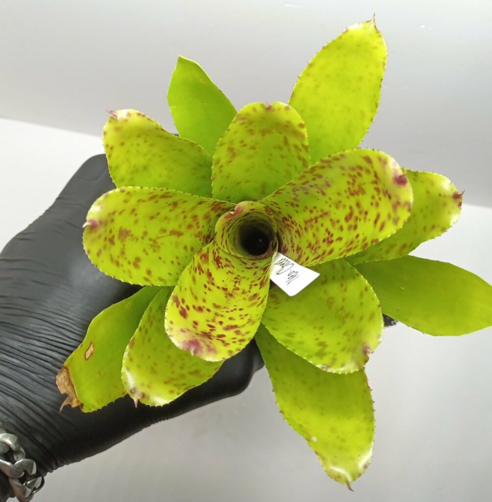 Neoregelia Cheers